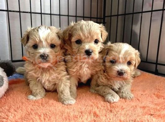 Küçük Maltipoo Büyümeyecek Yavrular