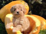 Minicikk maltipoo sevimli bebekler