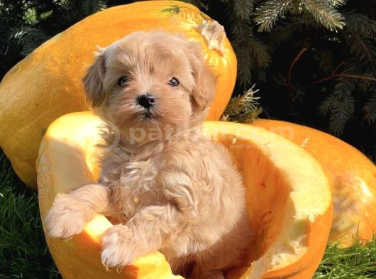 Minicikk Maltipoo Sevimli Bebekler
