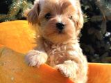 Minicikk Maltipoo Sevimli Bebekler