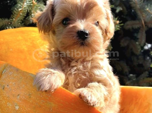 Minicikk Maltipoo Sevimli Bebekler görsel