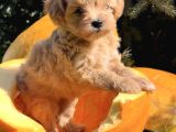 Minicikk Maltipoo Sevimli Bebekler
