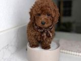 Red brown mini sevimli bebekler