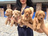 Miss Maltipoo yavrukarım sağlık ve ırk garanti