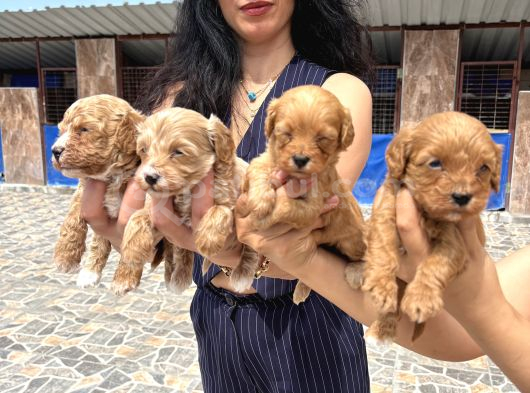 Miss Maltipoo Yavrukarım Sağlık Ve Irk Garanti