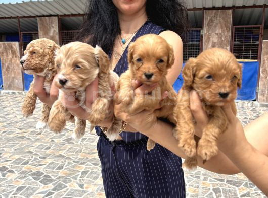 Miss Maltipoo Yavrukarım Sağlık Ve Irk Garanti görsel