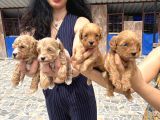 Miss Maltipoo Yavrukarım Sağlık Ve Irk Garanti