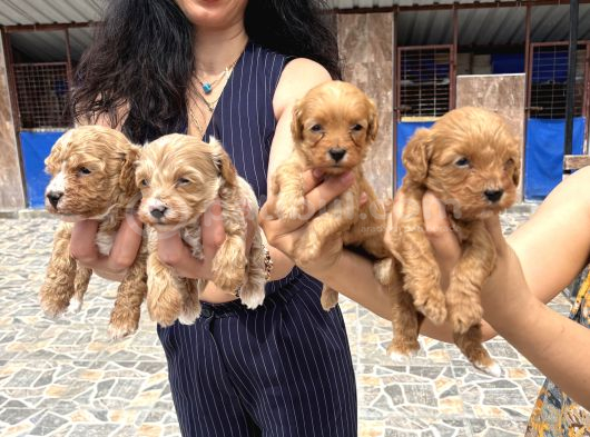 Miss Maltipoo Yavrukarım Sağlık Ve Irk Garanti görsel
