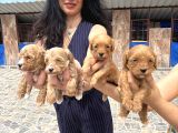 Miss Maltipoo Yavrukarım Sağlık Ve Irk Garanti