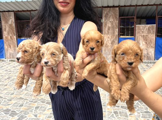 Miss Maltipoo Yavrukarım Sağlık Ve Irk Garanti görsel