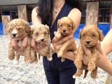 Miss Maltipoo Yavrukarım Sağlık Ve Irk Garanti