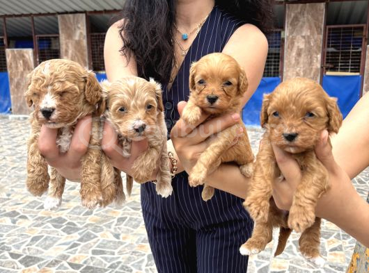 Miss Maltipoo Yavrukarım Sağlık Ve Irk Garanti görsel
