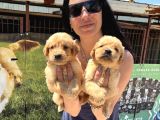 Kısa Burunlu Golden Retriver Yavrularım Irk Sağlık Garantilidir