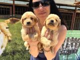 Kısa Burunlu Golden Retriver Yavrularım Irk Sağlık Garantilidir