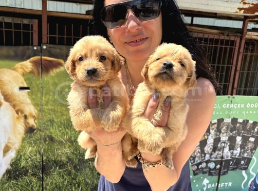 Kısa Burunlu Golden Retriver Yavrularım Irk Sağlık Garantilidir görsel