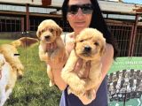 Kısa Burunlu Golden Retriver Yavrularım Irk Sağlık Garantilidir