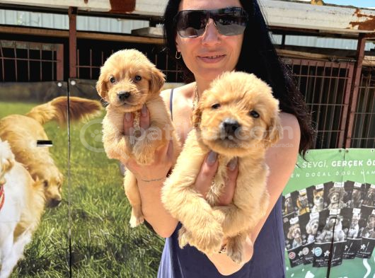 Kısa Burunlu Golden Retriver Yavrularım Irk Sağlık Garantilidir görsel