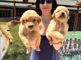 kısa burunlu Golden retriver yavrularım ırk sağlık garantilidir