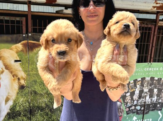 Kısa Burunlu Golden Retriver Yavrularım Irk Sağlık Garantilidir