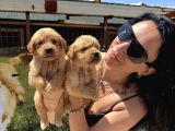 Kısa Burunlu Golden Retriver Yavrularım Irk Sağlık Garantilidir