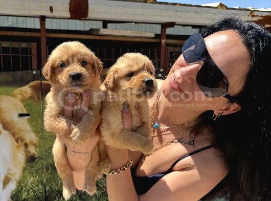 Kısa Burunlu Golden Retriver Yavrularım Irk Sağlık Garantilidir görsel