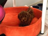 İstanbul 3 Aylık Red Toy Poddle