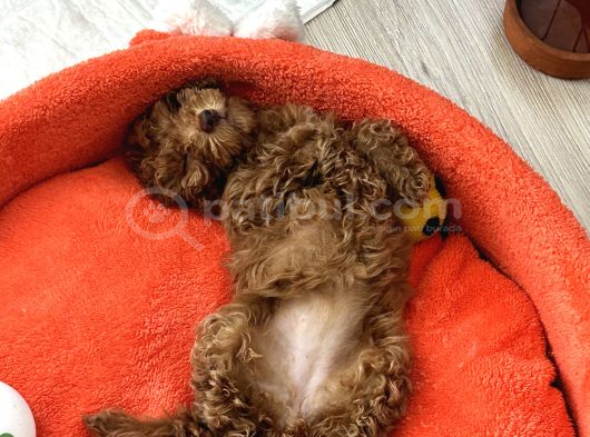 İstanbul 3 Aylık Red Toy Poddle görsel