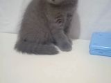 Brıtısh Shorthair Kırık Kulak Kocaeli