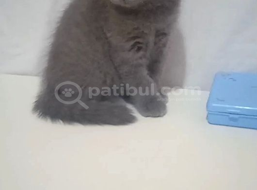 Brıtısh Shorthair Kırık Kulak Kocaeli görsel