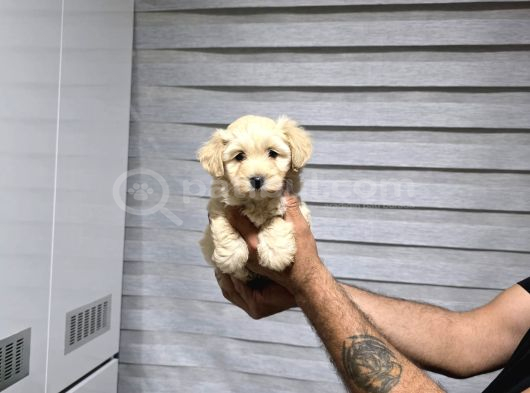 Maltipo Yavrularımız Yeni Yuvasını Arıyor görsel