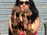 Efsane Doberman yavrularım sağlık ve ırk garantili