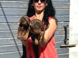Efsane Doberman Yavrularım Sağlık Ve Irk Garantili