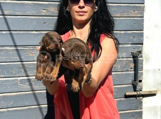 Efsane Doberman Yavrularım Sağlık Ve Irk Garantili görsel