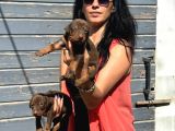 Efsane Doberman Yavrularım Sağlık Ve Irk Garantili