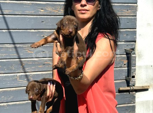 Efsane Doberman Yavrularım Sağlık Ve Irk Garantili görsel