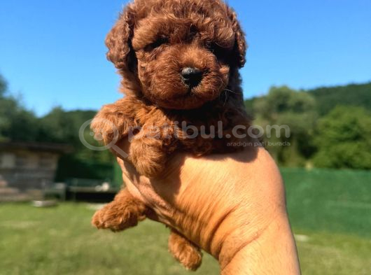 Gerçek Kore Red Brown Yavrular görsel