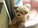 Efso Kore Maltipoo Yavrular