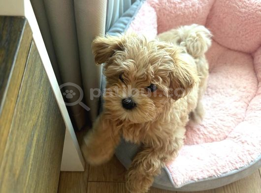 Efso Kore Maltipoo Yavrular görsel
