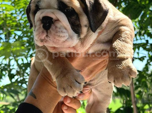 Üst Düzey İngi̇li̇z Buldog Yavrular görsel