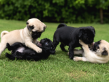 Orijinal Pug Hop Yavrularımız