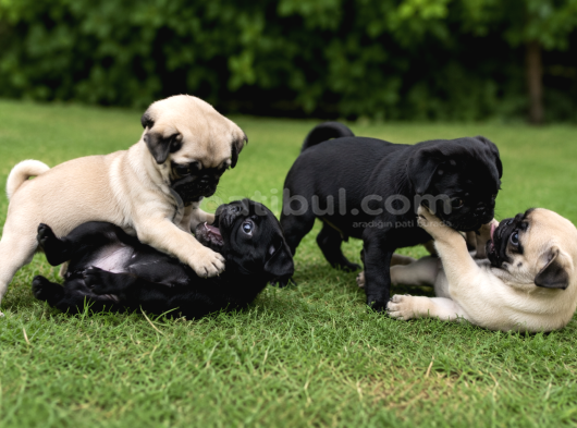Orijinal Pug Hop Yavrularımız görsel