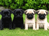 Orijinal pug hop yavrularımız