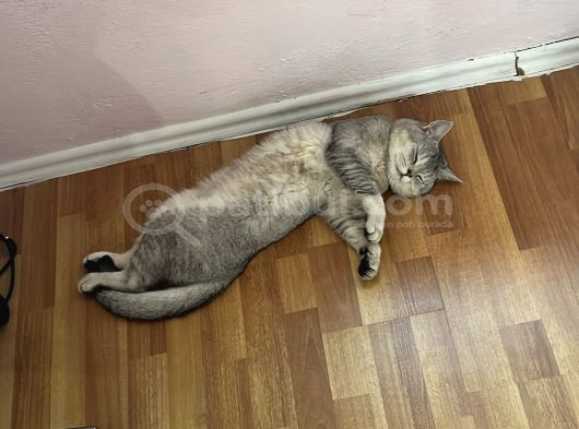 Yakışıklı Oğlumuza Güzel Bir Yuva Arıyoruz Antalya görsel