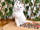 NY1233 Dişi Nadide British Shorthair Golden