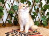 NY12 Dişi İrinaa British Shorthair Golden