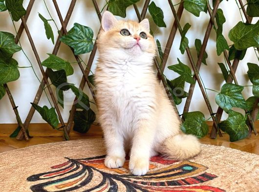 Ny12 Dişi İrinaa British Shorthair Golden