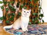 British Shorthair Golden NY12 Dişi Ballı Çiçek gibi