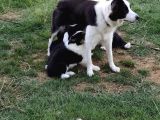 Dalamanda Safkan Border Collie Bebeklerimiz