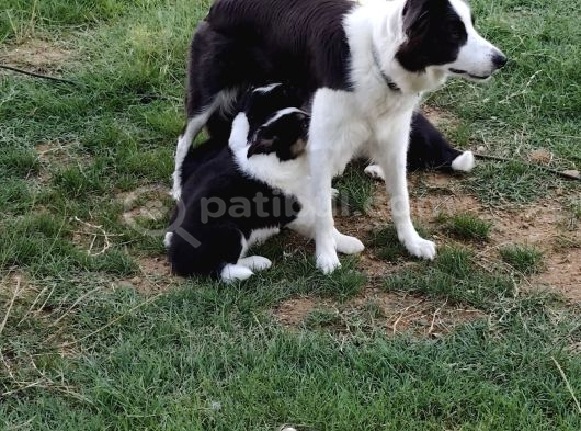 Dalamanda Safkan Border Collie Bebeklerimiz