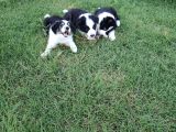 Dalamanda Safkan Border Collie Bebeklerimiz